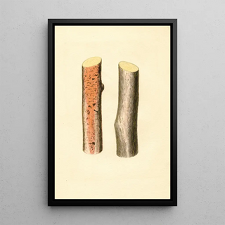 James Marion Shull - Citrus sinensis.webp