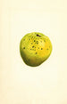 Cydonia oblonga - James Marion Shull — artwork view