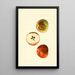 Malus domestica Ben Davis - James Marion Shull — ingelijst kunstwerk aan de muur