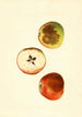 Malus domestica Ben Davis - James Marion Shull — weergave van het kunstwerk