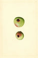 Malus domestica Gano - James Marion Shull — weergave van het kunstwerk