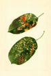 Malus domestica Gravenstein - James Marion Shull — weergave van het kunstwerk