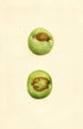 Malus domestica Grimes - James Marion Shull — weergave van het kunstwerk