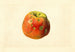 Malus domestica Smith Cider - James Marion Shull — weergave van het kunstwerk