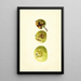 Malus domestica Yellow Transparent - James Marion Shull — ingelijst kunstwerk aan de muur