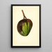 Mangifera indica Bennett - James Marion Shull — ingelijst kunstwerk aan de muur