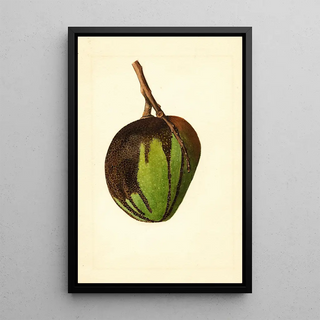 James Marion Shull - Mangifera indica Bennett.webp