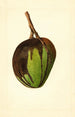 Mangifera indica Bennett - James Marion Shull — weergave van het kunstwerk