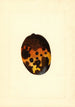 Mangifera indica Fernandez - James Marion Shull — weergave van het kunstwerk