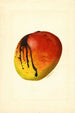 Mangifera indica Mulgoba - James Marion Shull — weergave van het kunstwerk