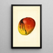 Mangifera indica Mulgoba - James Marion Shull — ingelijst kunstwerk aan de muur