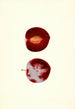 Prunus domestica Flaming Delicious - James Marion Shull — weergave van het kunstwerk