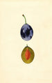 Prunus domestica Stanley - James Marion Shull — weergave van het kunstwerk
