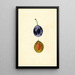 Prunus domestica Stanley - James Marion Shull — ingelijst kunstwerk aan de muur