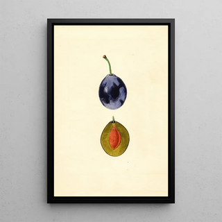 James Marion Shull - Prunus domestica Stanley.webp