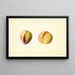 Prunus persica Early Crawford - James Marion Shull — ingelijst kunstwerk aan de muur