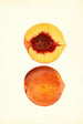 Prunus persica Shipper - James Marion Shull — weergave van het kunstwerk