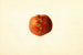 Prunus persica Sutler Cling - James Marion Shull — weergave van het kunstwerk