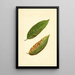 Prunus persica Triumph - James Marion Shull — ingelijst kunstwerk aan de muur