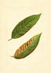 Prunus persica Triumph - James Marion Shull — weergave van het kunstwerk