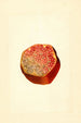 Punica granatum Wonderful - James Marion Shull — weergave van het kunstwerk
