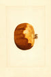 Punica granatum - James Marion Shull — weergave van het kunstwerk