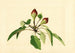 Pyrus communis - James Marion Shull — weergave van het kunstwerk