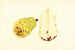 Pyrus communis Bartlett - James Marion Shull — weergave van het kunstwerk