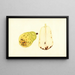 Pyrus communis Bartlett - James Marion Shull — ingelijst kunstwerk aan de muur