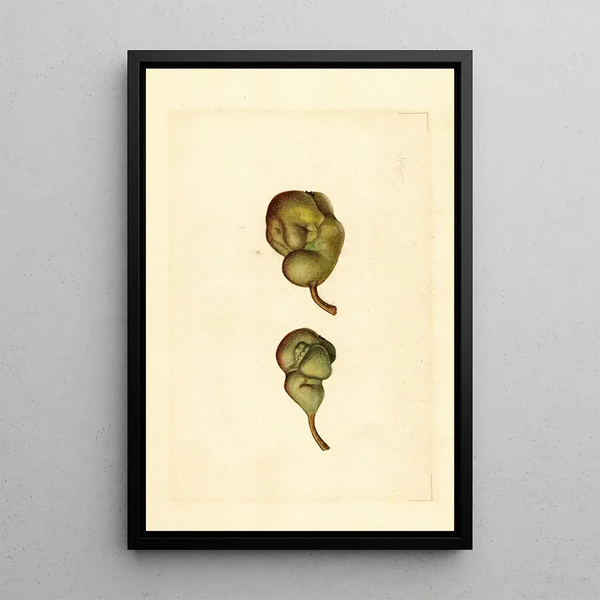 James Marion Shull - Pyrus communis Seckel.webp