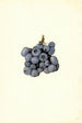 Vaccinium corymbosum Stanley - James Marion Shull — weergave van het kunstwerk
