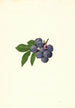 Vaccinium corymbosum Weymouth - James Marion Shull — weergave van het kunstwerk