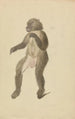 A mandrill - James Sowerby — artwork view