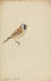 Long-tailed tit - James Sowerby — artwork view