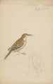 Garden Nuthatch Painting - James Sowerby — artwork view