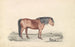 Shetland Pony - James Stewart — artwork view
