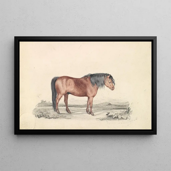 James Stewart - Shetland Pony.webp