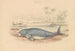 The Dugong - James Stewart — artwork view