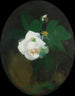 Roze wit - James Stuart Park — weergave van het kunstwerk
