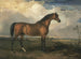 Adelaar, een beroemde hengst - James Ward — weergave van het kunstwerk