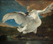De bedreigde zwaan - Jan Asselijn — weergave van het kunstwerk