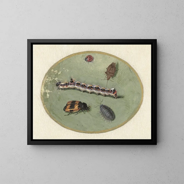 Coccinelle, chenille, cloporte et deux coléoptères - Jan Augustin van der Goes — framed artwork on a wall