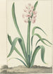 La jacinthe rose Rex Rubrorum - Jan Augustini — weergave van het kunstwerk