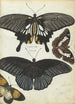 Papillons indiens - Jan Brandes — weergave van het kunstwerk