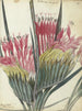 Fleur du Cap - Jan Brandes — weergave van het kunstwerk