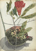 Grenade - Jan Brandes — weergave van het kunstwerk