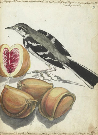 Jan Brandes - Wagtail with Fruit.webp