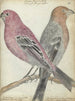 Zweedse Vogels - Jan Brandes — weergave van het kunstwerk