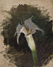 Flower - Jan Cybis — artwork view