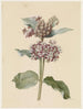 van Asclepias-soorten met bloemen - Jan Jacob Goteling Vinnis — weergave van het kunstwerk
